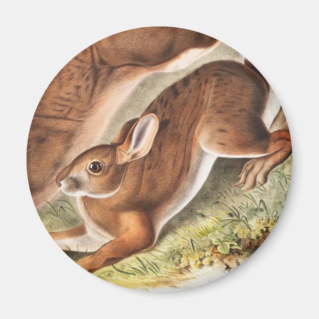 Illustration av nordhare (Lepus Americanus) Magnet (Framsidan)