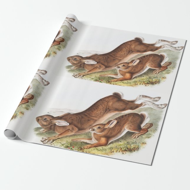 Illustration av nordhare (Lepus Americanus) Presentpapper (Utrullad)