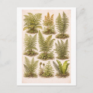 Illustration av ormbunkar i vintage-stil vykort