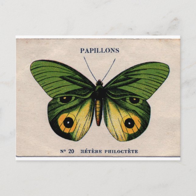 Illustration av Papillons Vintage Butterfly Vykort (Framsida)