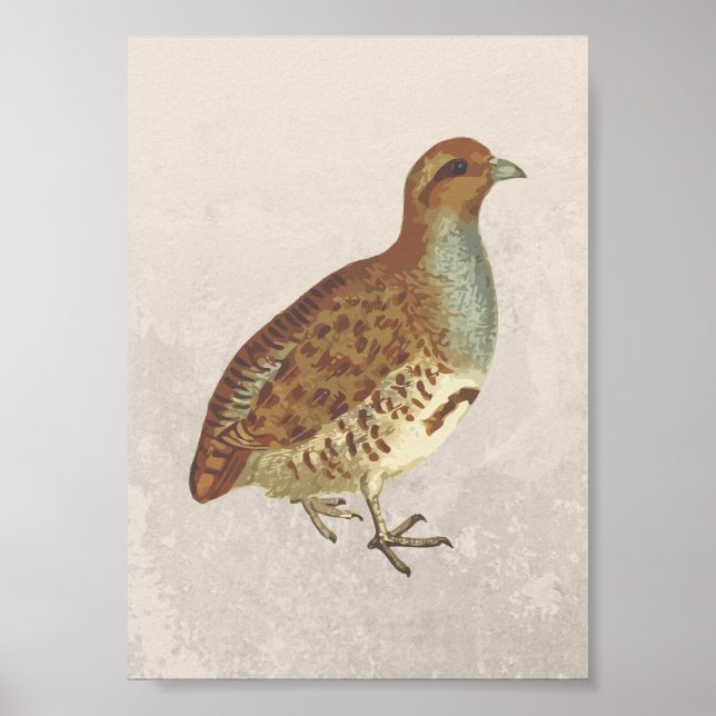 Illustration av Partridge Bird Poster (Framsidan)