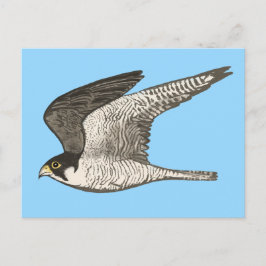 Illustration av Peregrine Falcon Färgpenna Vykort