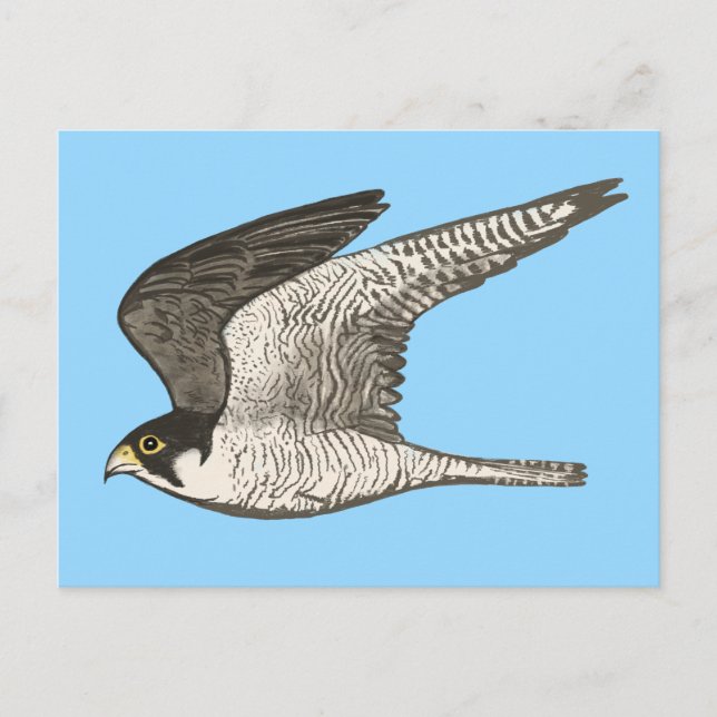 Illustration av Peregrine Falcon Färgpenna Vykort (Framsida)