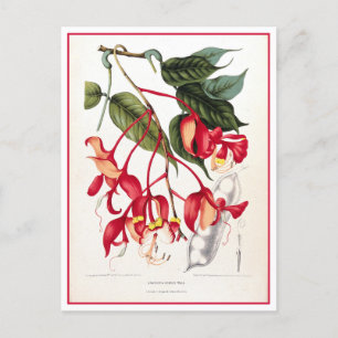 Illustration av Pride of Burma Orchid Tree Vykort