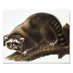 Illustration av Raccoon (Procyon lotor) Fototryck