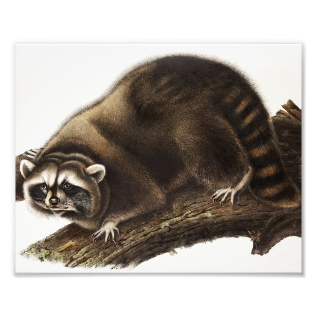 Illustration av Raccoon (Procyon lotor) Fototryck (Framsidan)