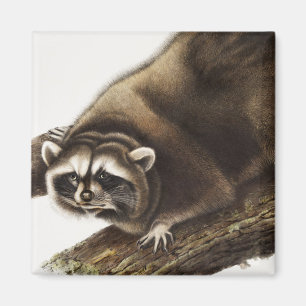 Illustration av Raccoon (Procyon lotor) Magnet