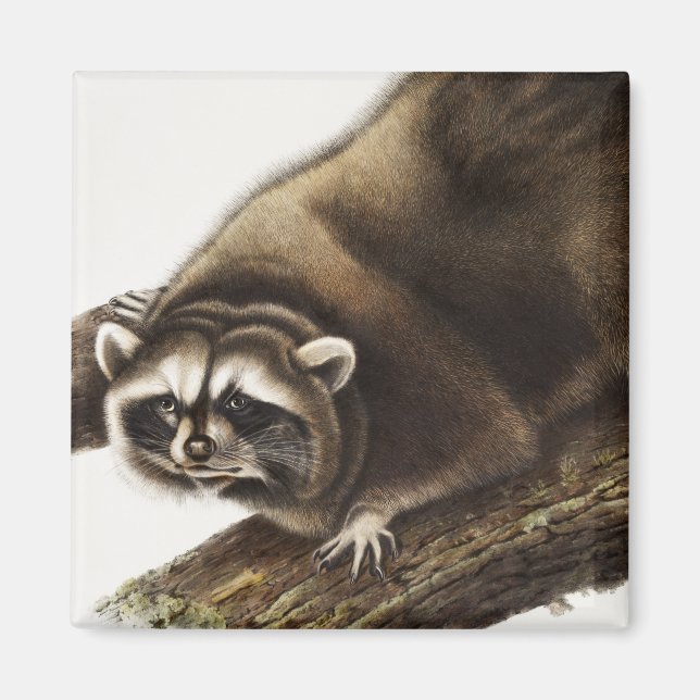 Illustration av Raccoon (Procyon lotor) Magnet (Framsidan)