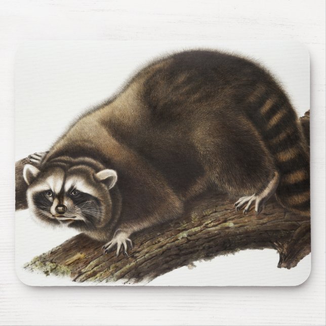 Illustration av Raccoon (Procyon lotor) Musmatta (Framsidan)