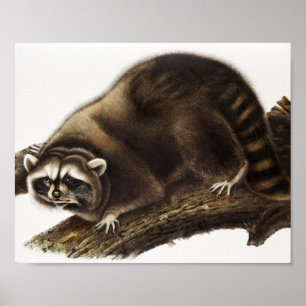 Illustration av Raccoon (Procyon lotor) Poster