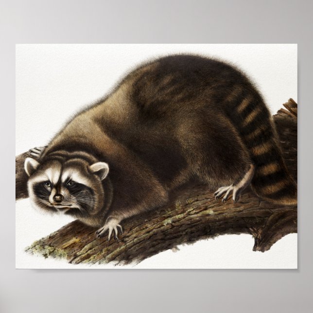 Illustration av Raccoon (Procyon lotor) Poster (Framsidan)