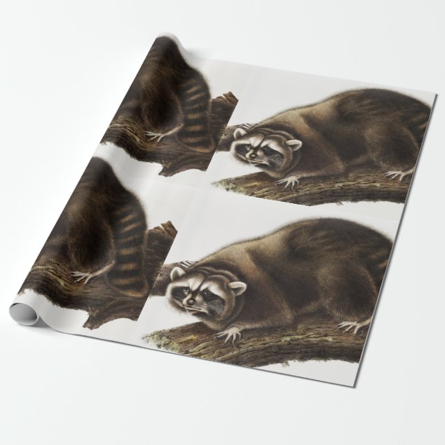 Illustration av Raccoon (Procyon lotor) Presentpapper (Utrullad)
