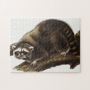 Illustration av Raccoon (Procyon lotor) Pussel