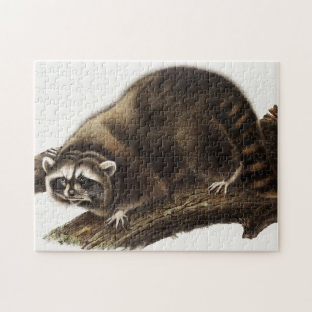 Illustration av Raccoon (Procyon lotor) Pussel (Horisontell)