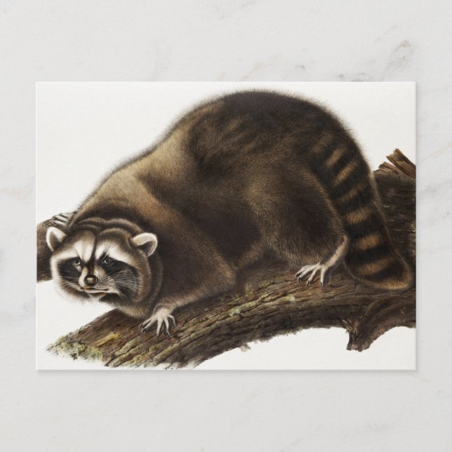 Illustration av Raccoon (Procyon lotor) Vykort (Framsida)