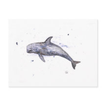 Illustration av Risso Dolphin