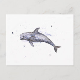 Illustration av Risso Dolphin Vykort