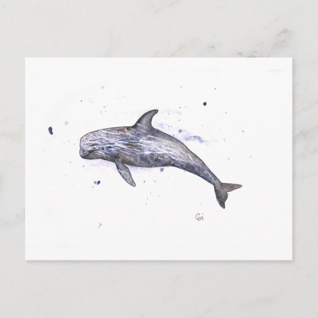 Illustration av Risso Dolphin Vykort (Framsida)