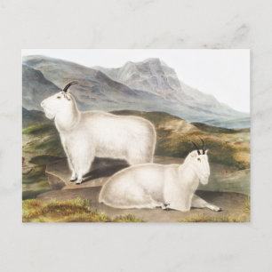 Illustration av Rocky Mountain Goat (Capra America Vykort