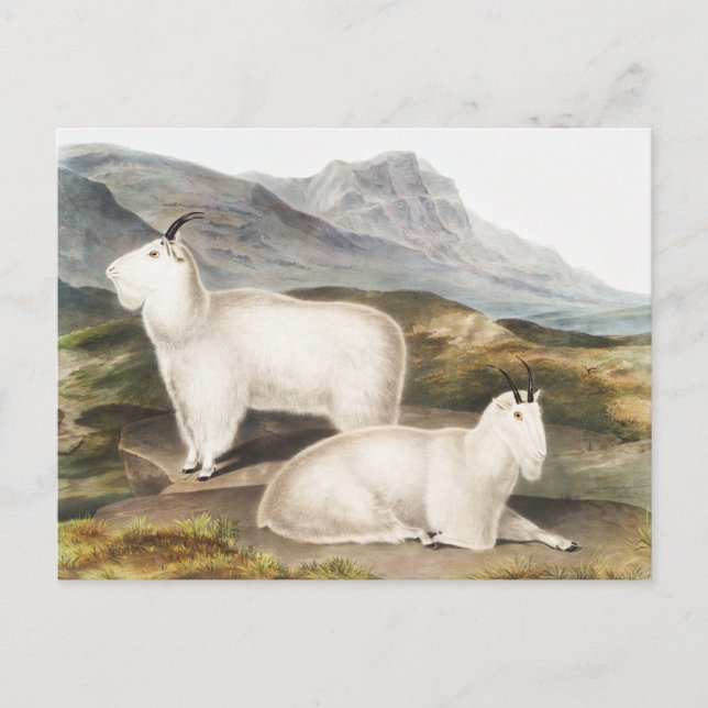 Illustration av Rocky Mountain Goat (Capra America Vykort (Framsida)
