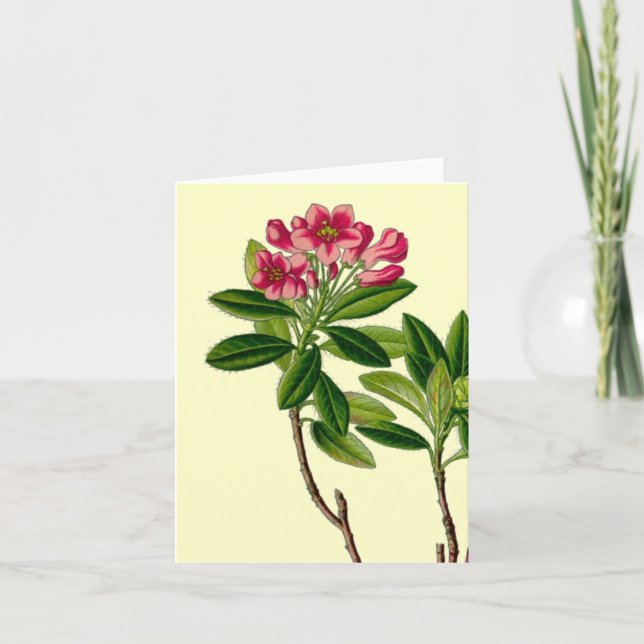 illustration av Rosa rododendron Kort (Framsida)