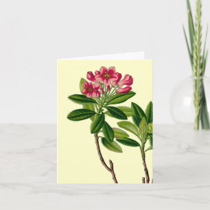 illustration av Rosa rododendron Kort