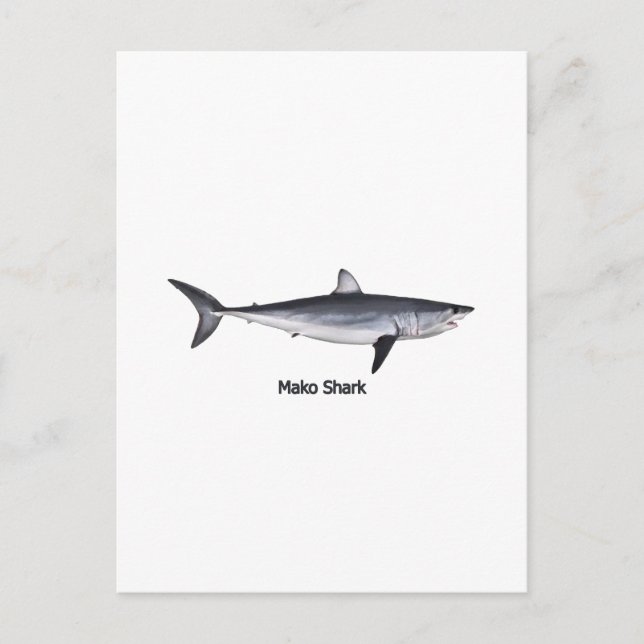 Illustration av Shortfin Mako Shark Vykort (Framsida)