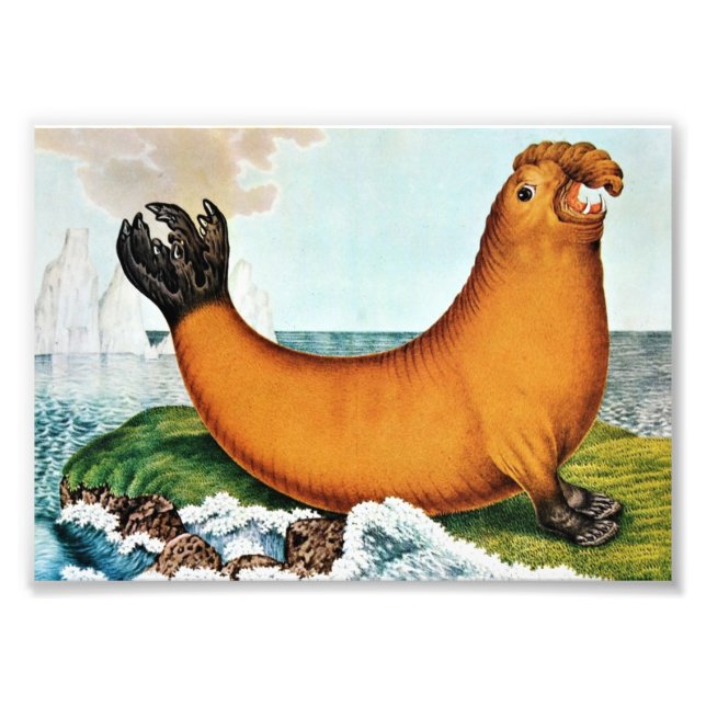 Illustration av sjöelefant (Zotl) Fototryck (Framsidan)