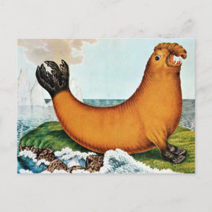 Illustration av sjöelefant (Zotl) Vykort