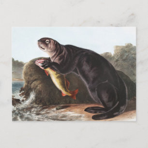 Illustration av sjöutter (Enhydra marina) Vykort