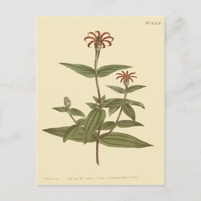 Illustration av slank blommande röd zinnia vykort (Framsida)