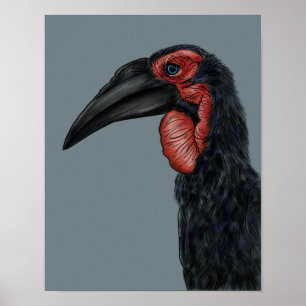 Illustration av Södra Markhornsfågel Poster