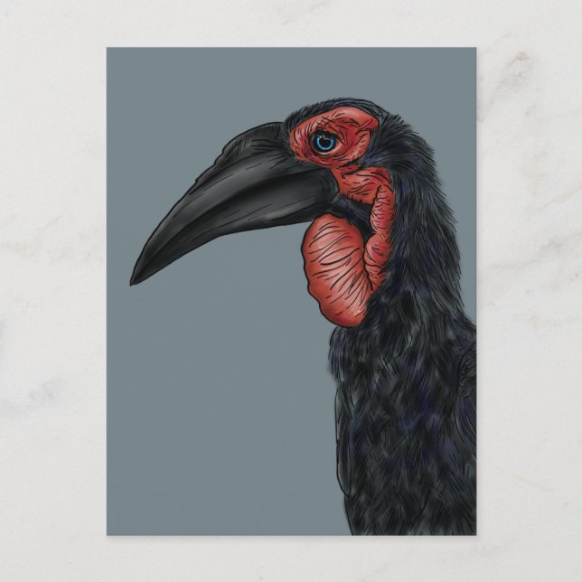 Illustration av Southern Ground Hornbill Vykort (Framsida)