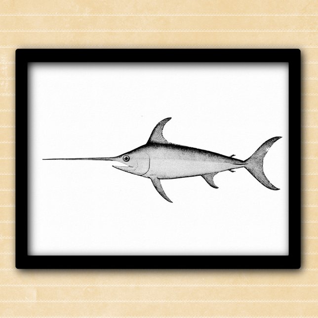 Illustration av svärdfisk, svart och vit vintage poster (Skapare uppladdad)