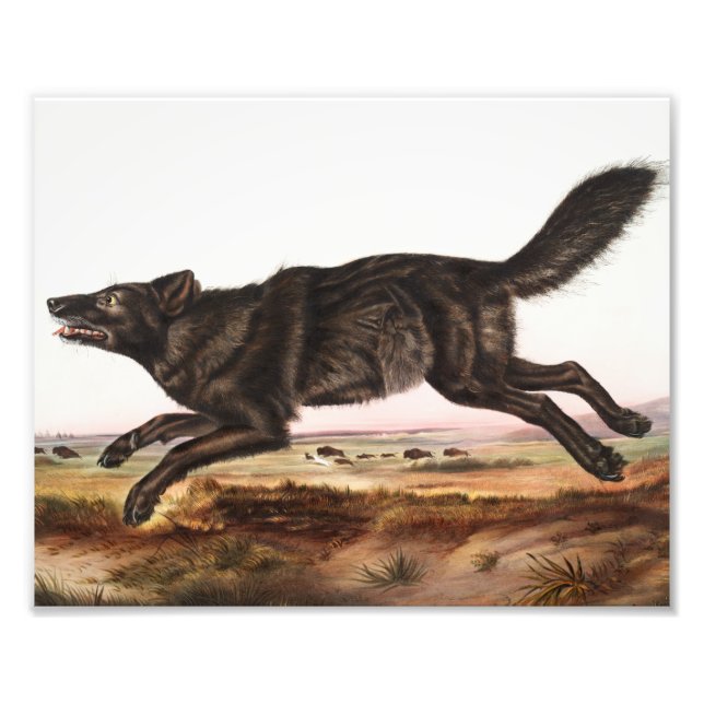 Illustration av svart amerikansk Varg (Canis lupus Fototryck (Framsidan)