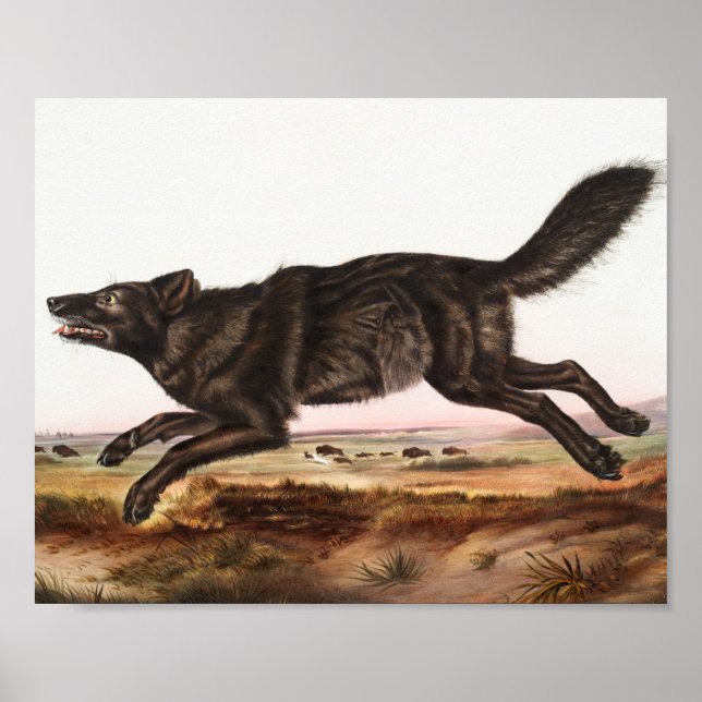 Illustration av svart amerikansk Varg (Canis lupus Poster (Framsidan)