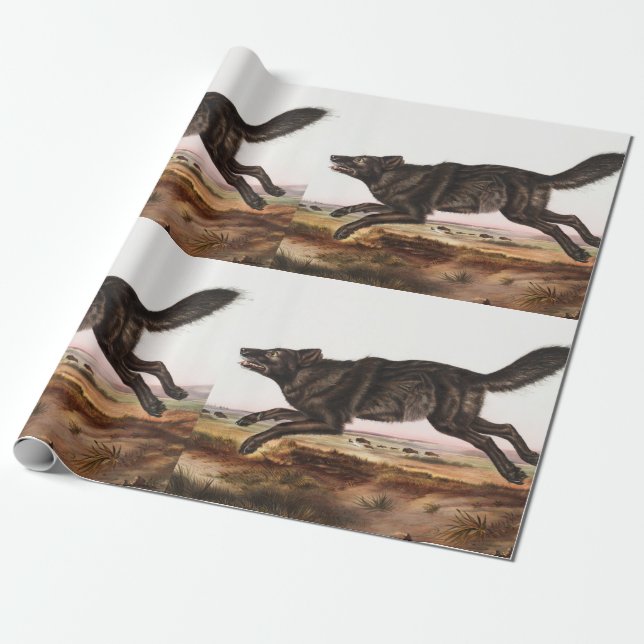 Illustration av svart amerikansk Varg (Canis lupus Presentpapper (Utrullad)