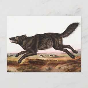 Illustration av svart amerikansk Varg (Canis lupus Vykort