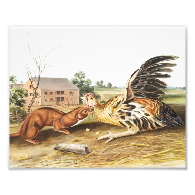 Illustration av Tawny Weasel (Putorius fuscus) Fototryck (Framsidan)