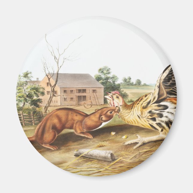 Illustration av Tawny Weasel (Putorius fuscus) Magnet (Framsidan)