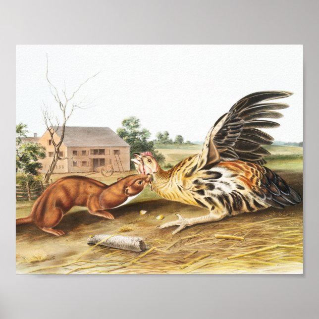 Illustration av Tawny Weasel (Putorius fuscus) Poster (Framsidan)