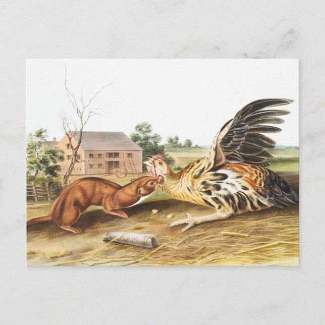 Illustration av Tawny Weasel (Putorius fuscus) Vykort (Framsida)