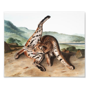 Illustration av Texan Lynx (Lynx rufus var maculat Fototryck