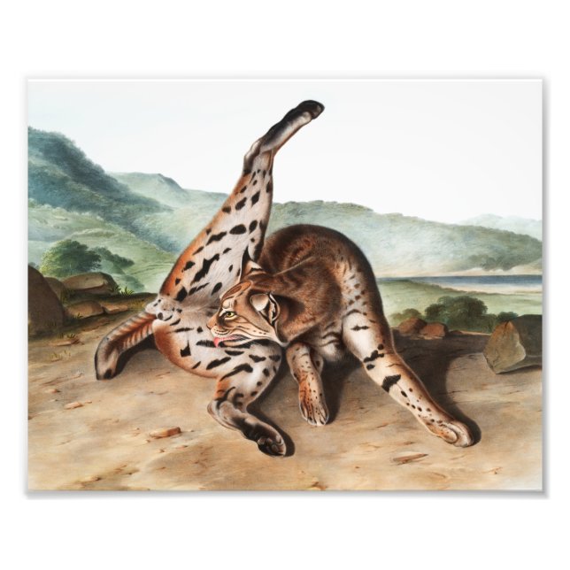 Illustration av Texan Lynx (Lynx rufus var maculat Fototryck (Framsidan)