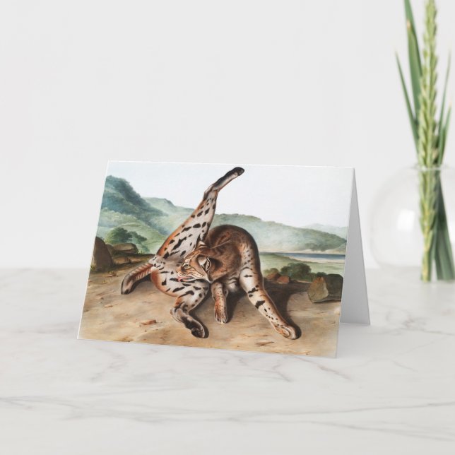 Illustration av Texan Lynx (Lynx rufus var maculat Kort (Framsida)