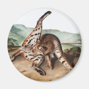 Illustration av Texan Lynx (Lynx rufus var maculat Magnet