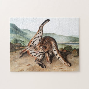 Illustration av Texan Lynx (Lynx rufus var maculat Pussel