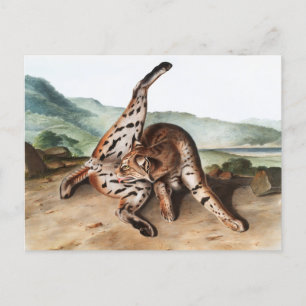 Illustration av Texan Lynx (Lynx rufus var maculat Vykort