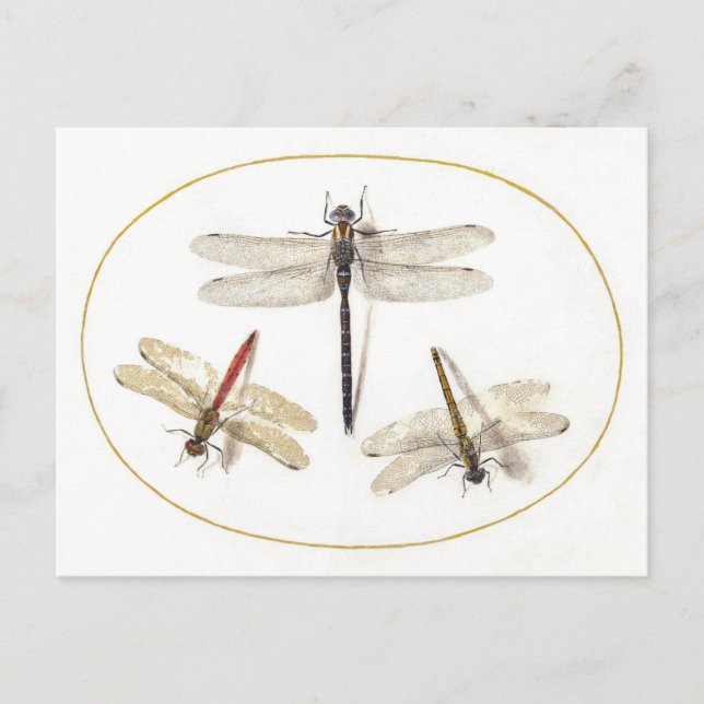 Illustration av tre Dragonflies-Vintage Vykort (Framsida)