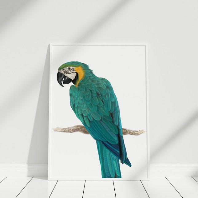 Illustration av Tropical Blue Macaw Hand plockade  Poster (Tropical Blue Macaw Hand Drawn Illustration Poster in white frame on white wooden floor.)